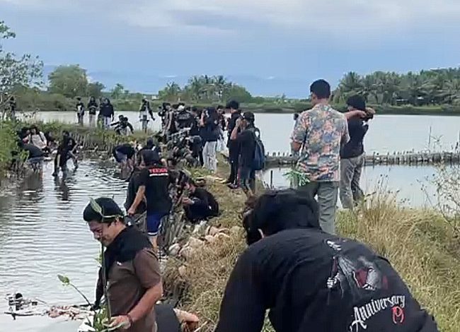 Rayakan 1 Dekade, KMFT Unsulbar Tanam Mangrove Cegah Abrasi di Ba’batoa